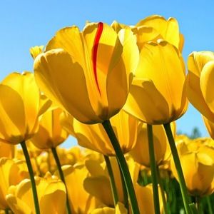 Meet your Posher, Lois